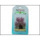 Rostlina Red Foxtail 23cm - doprodej